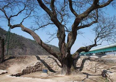 500년 된 팽나무